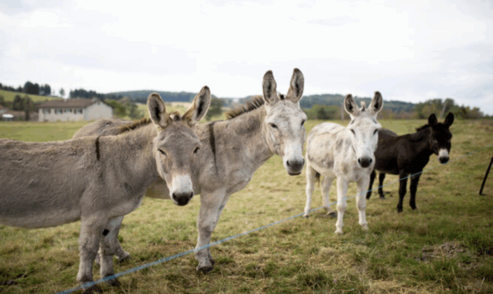 Balade avec les ânes activité en famille avec les enfants Pilat Balade avec les ânes activité en famille avec les enfants Pilat