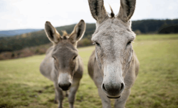Balade avec les ânes activité en famille avec les enfants Pilat Balade avec les ânes activité en famille avec les enfants Pilat