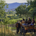Balade en calèche chevaux activité en famille avec les enfants Pilat