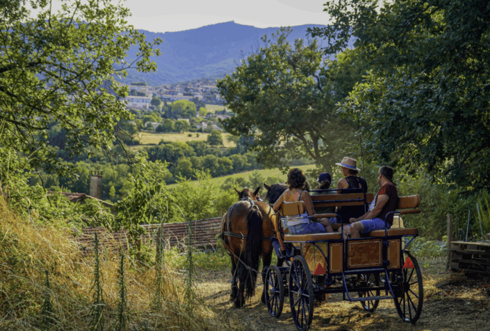 Balade en calèche chevaux activité en famille avec les enfants Pilat Balade en calèche chevaux activité en famille avec les enfants Pilat